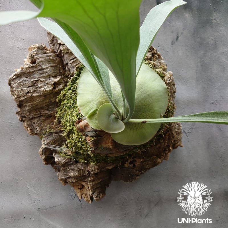 ビカクシダ アルシコルネ Platycerium alcicorne コウモリラン ビカク