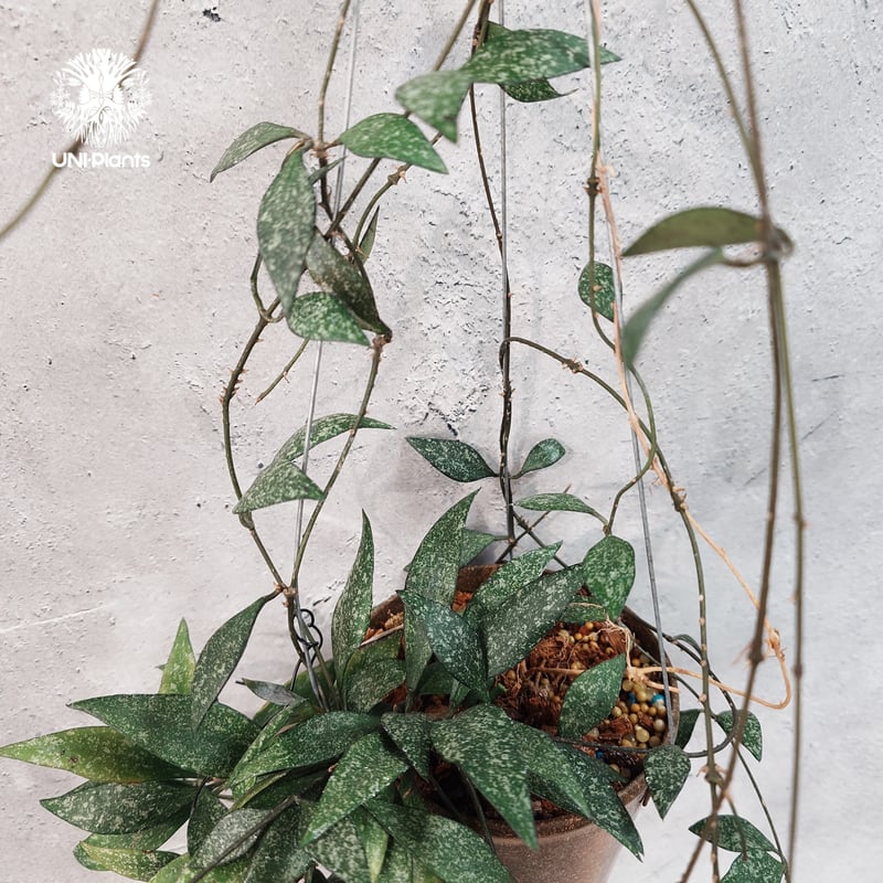 タイ直輸入・希少】Hoya parviflora splash ｜ホヤ ｜珍品・着生植物
