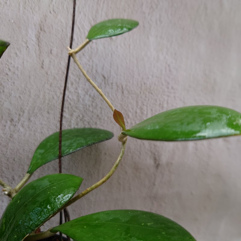 Natalia　ホヤ ホヤ cv.ナタリー Hoya cv. Nathalie ホヤ植物 植物 珍奇植物