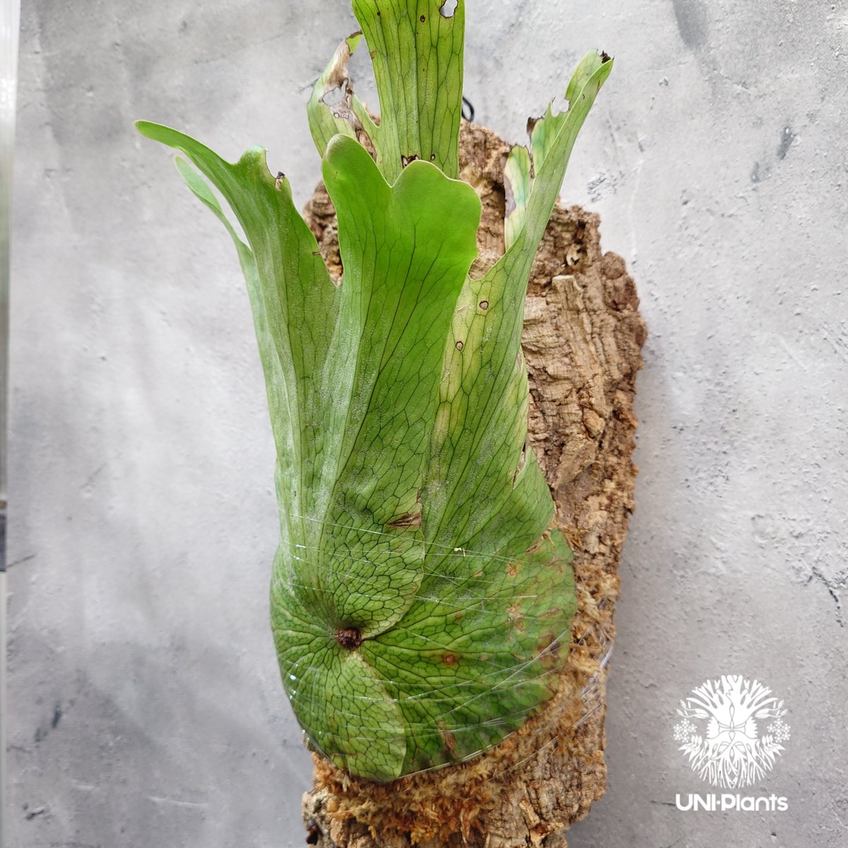 Platycerium wandae wild ビカクシダ ワンダエ ワイルド株 ビカクシダ