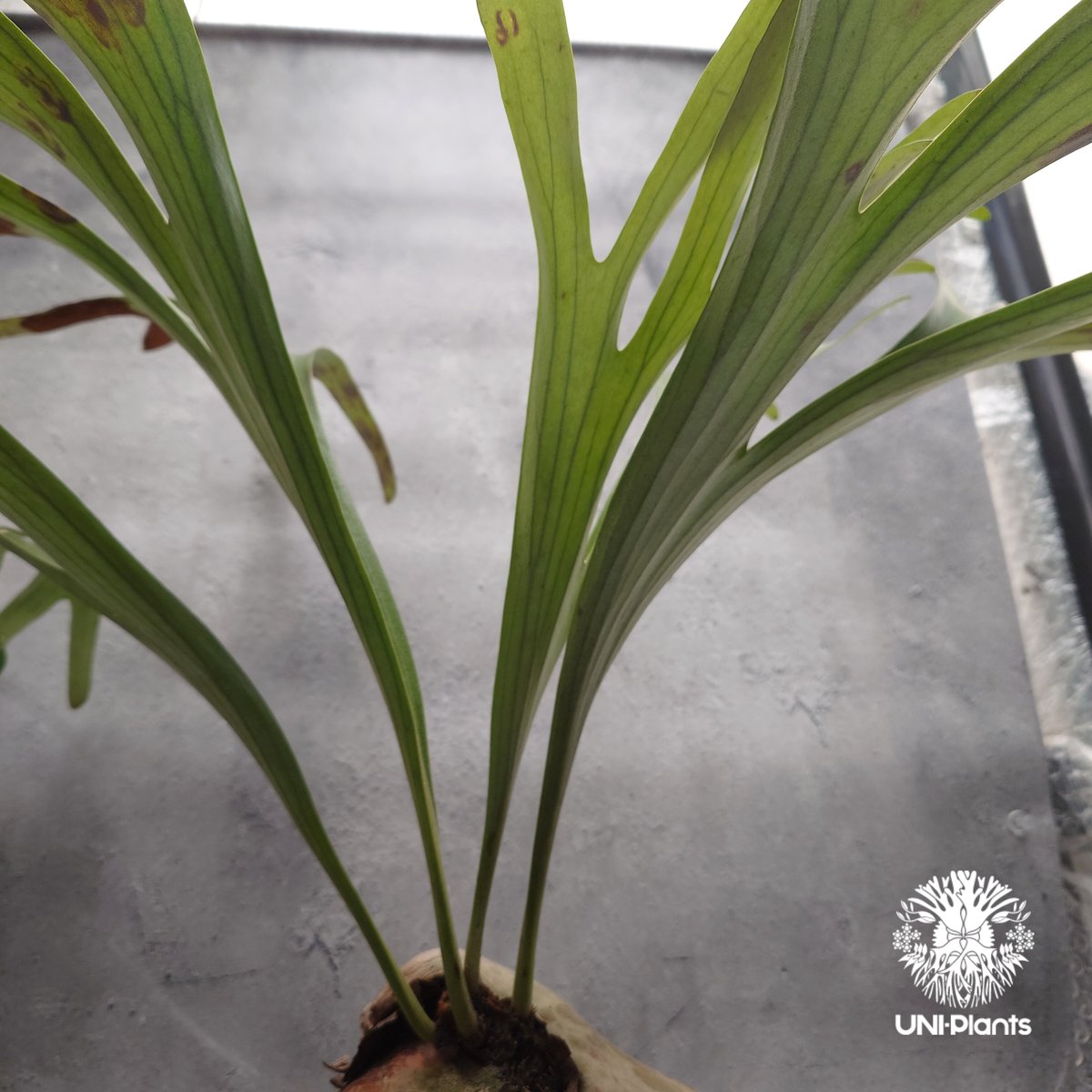 Platycerium alcicorne var.Madagascar ビカクシダ アルシコ