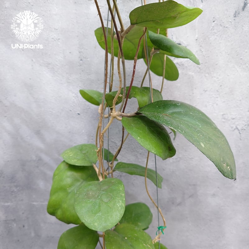 Hoya Ricardo ホヤ植物 ホヤの花 希少な植物 Hoyaplants Hoya |