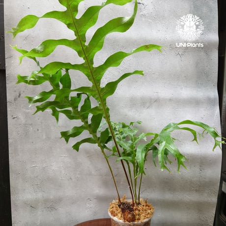 初入荷! Drynaria bonii wild ドリナリア·ボニー タイ産山採り株 観葉植物 珍奇植物  着生植物 インテリア植物 珍しい シダ植物