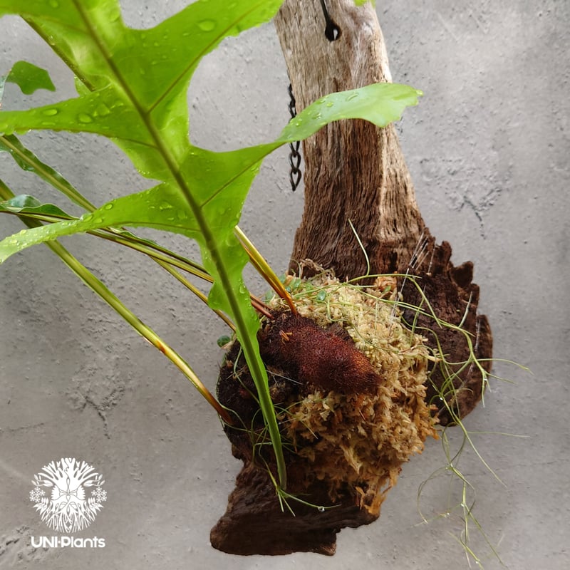 Drynaria bonii wild ドリナリア·ボニー タイ産山採り株 流木仕立て