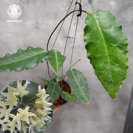 CATEGORY ホヤ植物(Hoya) | UNI-Plants ビカクシダ、ホヤ植物、着生蘭