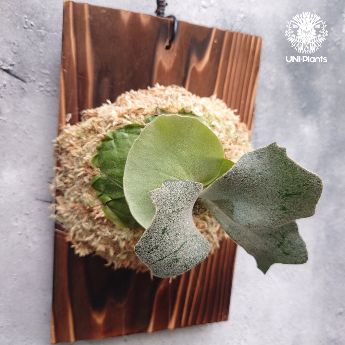 Platycerium willinckii wild コンパクト？ Platycerium willinckii wild cat(spore) ビカクシダ ウィ