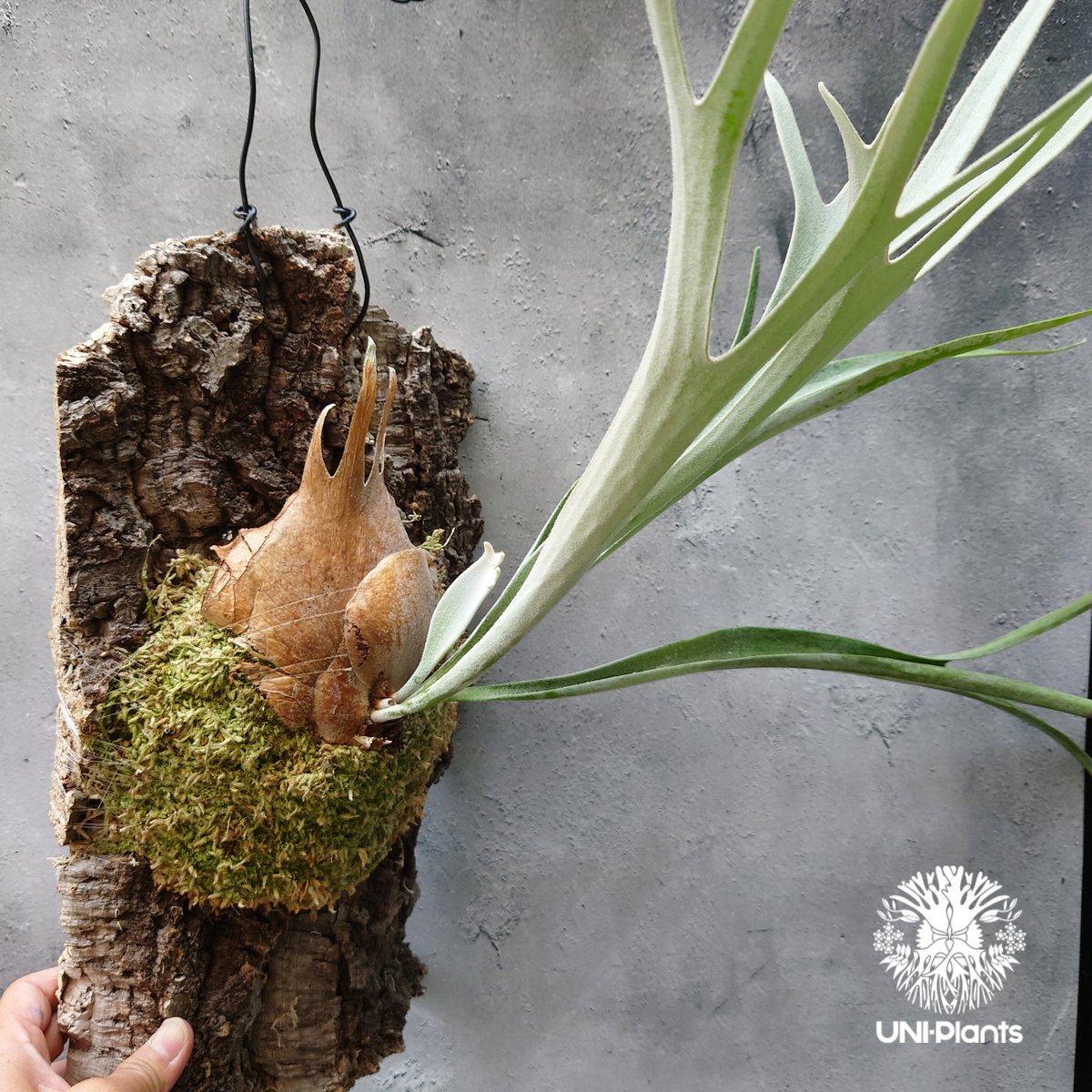 [現品] ビカクシダ ベイチー（Platycerium veitchi） ビカクシダ ベイチー(子株) Platycerium veitchii(pup) コウモリラン