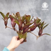 Neoregelia Hello Kitty ネオレゲリア ハローキティ Neoregeli