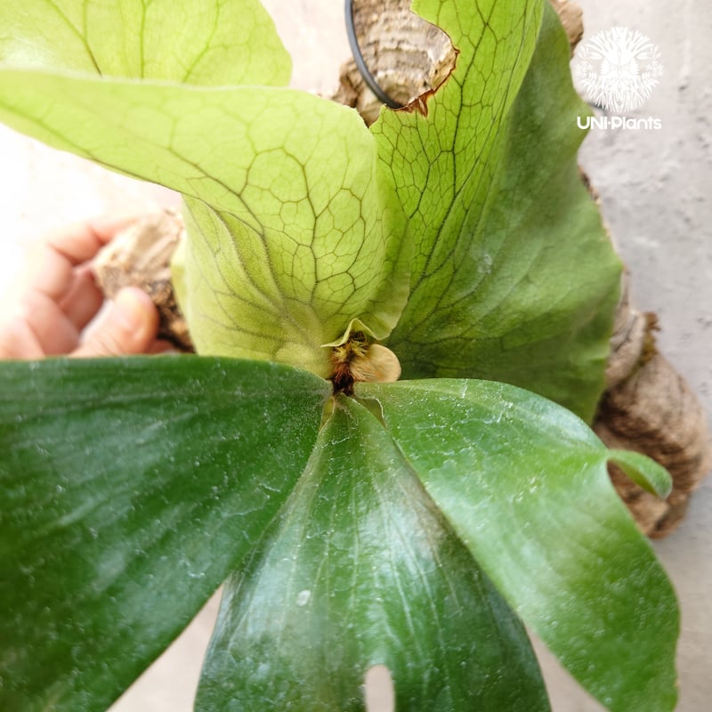 現品【ステマリア】　コウモリラン ビカクシダ　★コルク付　 BI0171 現品【ステマリア】 コウモリラン ビカクシダ ☆コルク付 BI0171