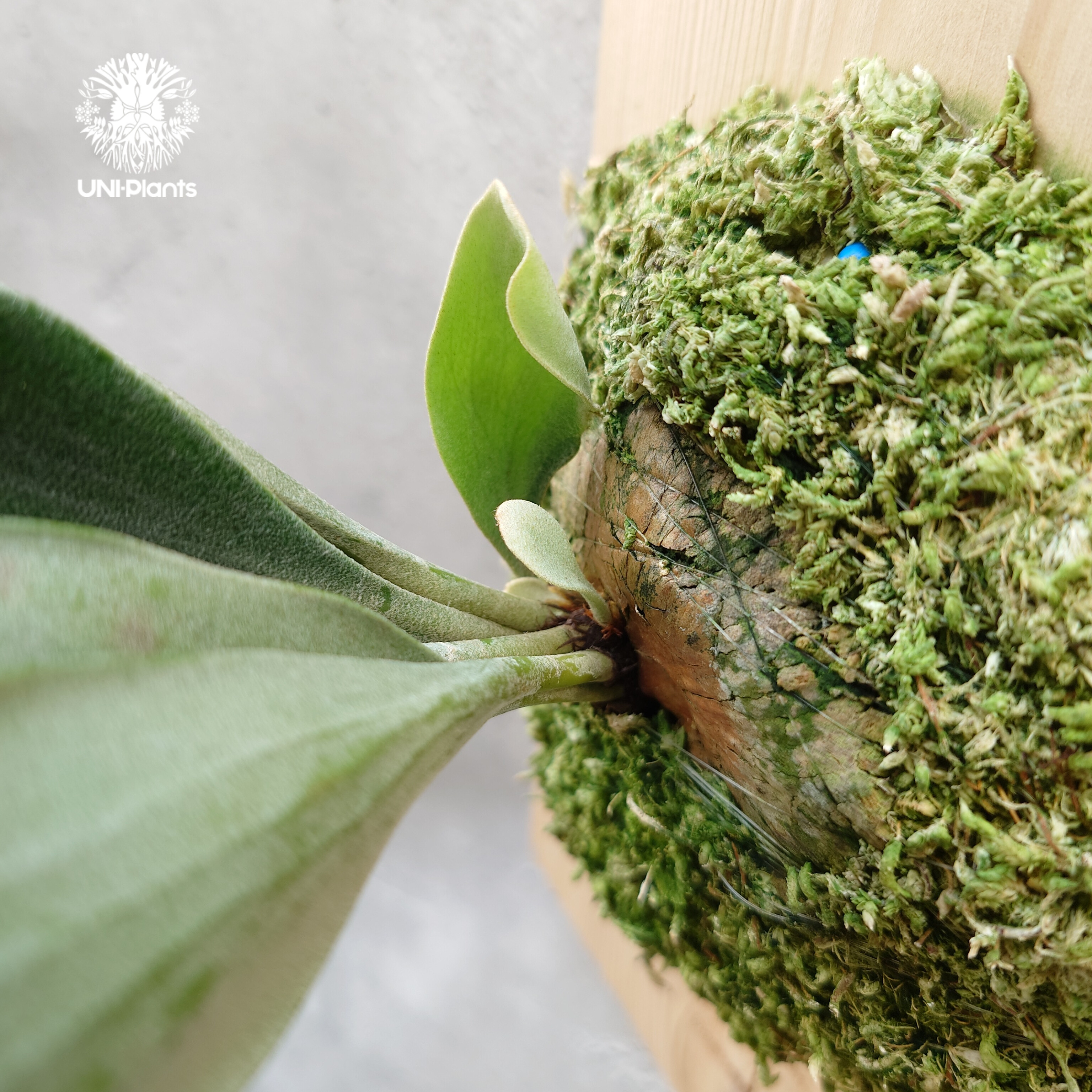 Platycerium hillii dwarf ビカクシダヒリードワーフ シダ植物 Plat