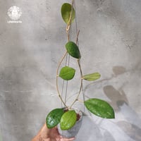【国内繁殖株・一点物】Hoya cv. Nathalie | ホヤ cv.ナタリー ｜希少株・着生植物・つる性植物｜ホヤ植物 | Hoya plants