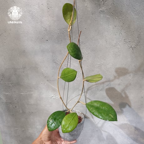 CATEGORY ホヤ植物 (Hoya) | UNI-Plants ビカクシダ、ホヤ植物、着生