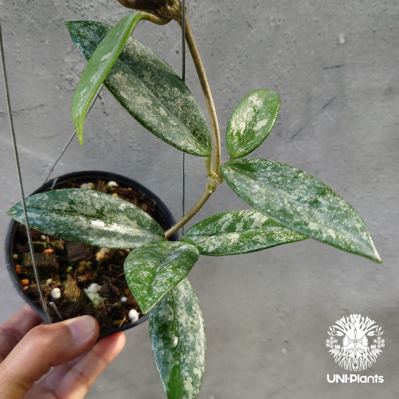 Hoya carnosa Wilbur Graves China ホヤ カルノサ ウィバー グ