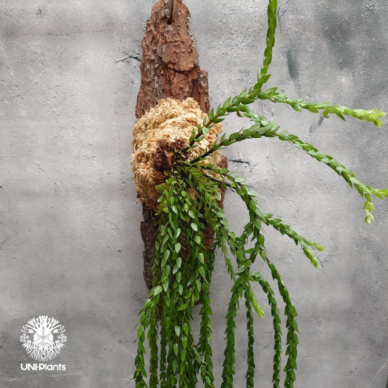 Huperzia spp. フペルジア Phlegmariurus (フレグマリウルス) 観