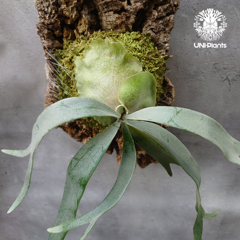 P.Foongsiqi 大株　ビカクシダ ビカクシダ フーンシキ P.Foongsiqi original clone