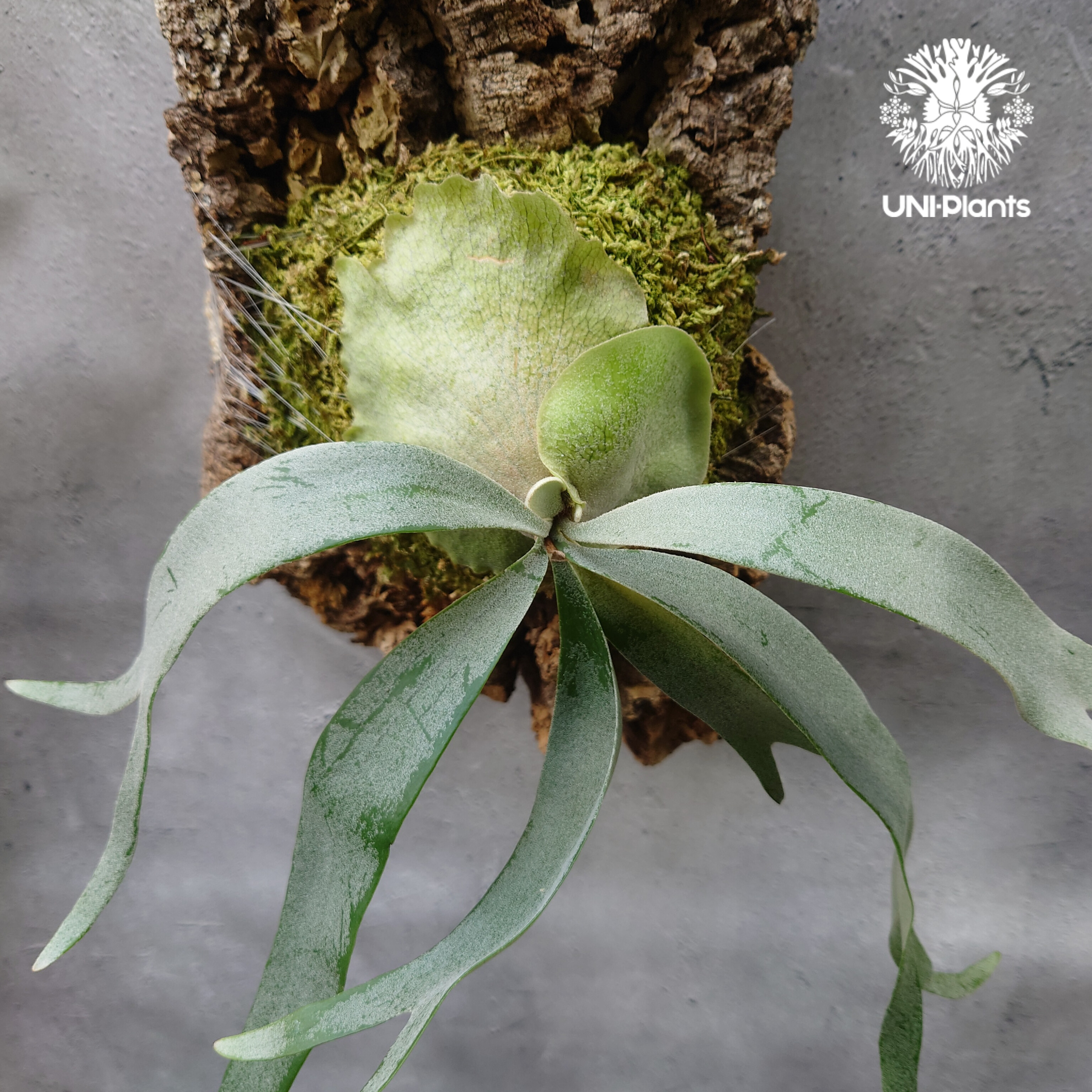 Platycerium Foongsiqi ビカクシダ フーンシキ ビカクシダコルク着生