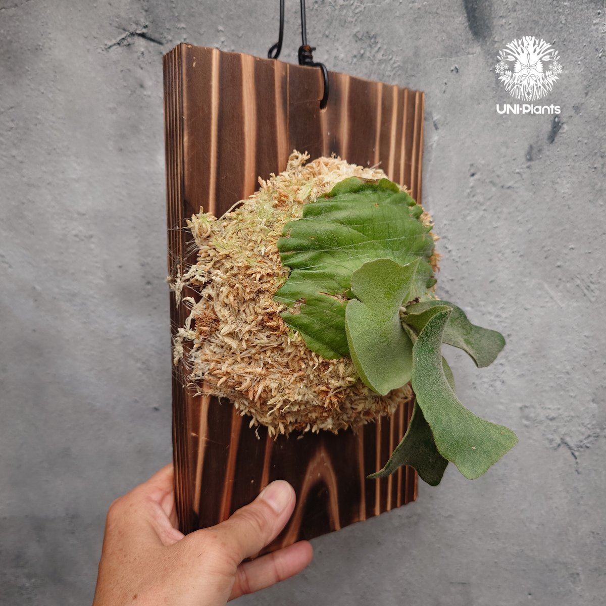 Platycerium willinckii wild cat(spore) ビカクシダ ウィ