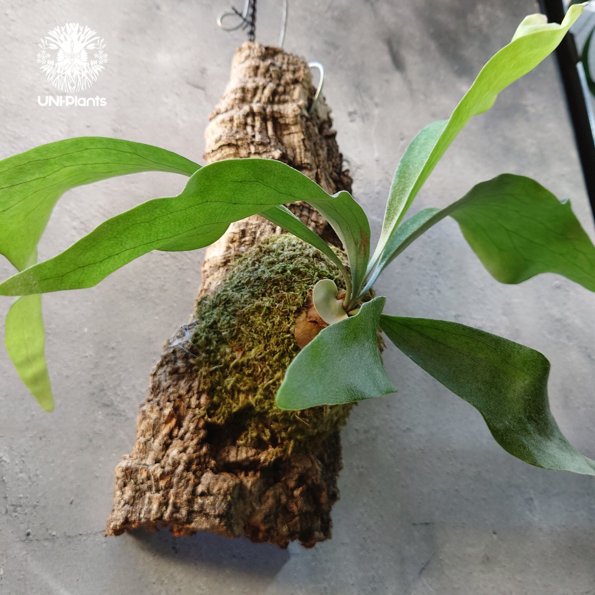 P. hillii cv. Nampu 22/10/25