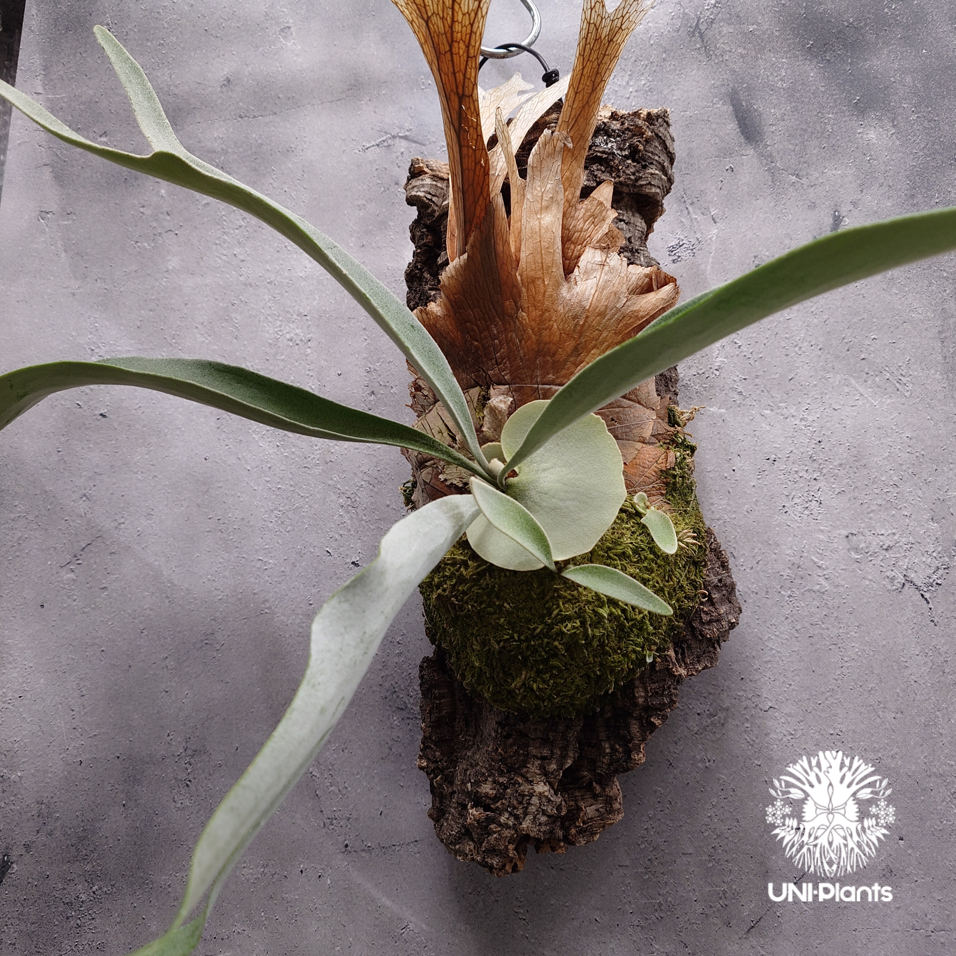P.Veitchii Pup ベイチー ビカクシダ② ビカクシダ ベイチー(子株) Platycerium veitchii(pup) コウモリラン
