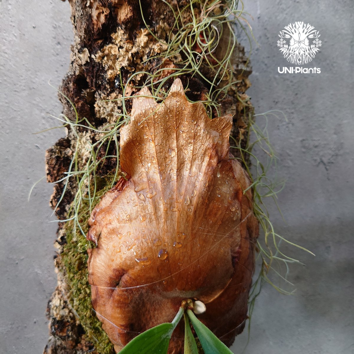 ビカクさシダ　15種　③ Platycerium willinckii cv.Zion ビカクシダ ウィリンキーcv.ジ