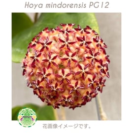 ホヤ ミンドレンシス 4品種販売開始 | UNI-Plants ビカクシダ、ホヤ