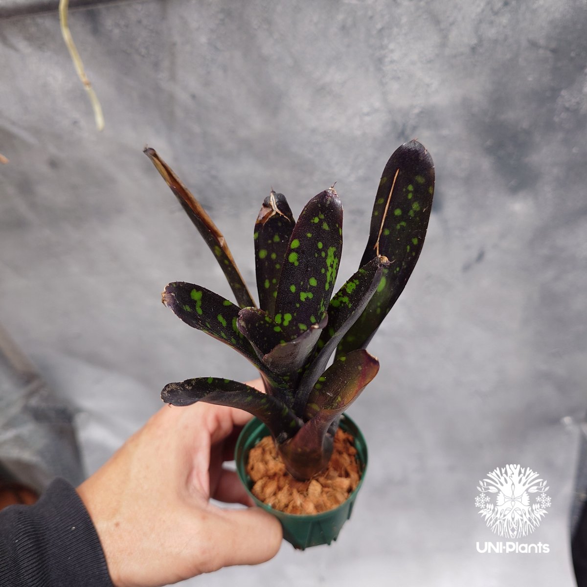 ネオレゲリア　ノスフェラトゥ ネオレゲリア ノスフェラトゥ | GREEN LUCK