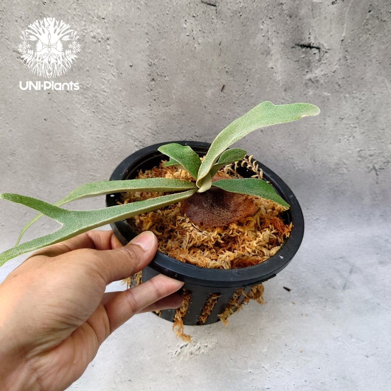 Platycerium willinckii dwarf tatsuta × Platycer