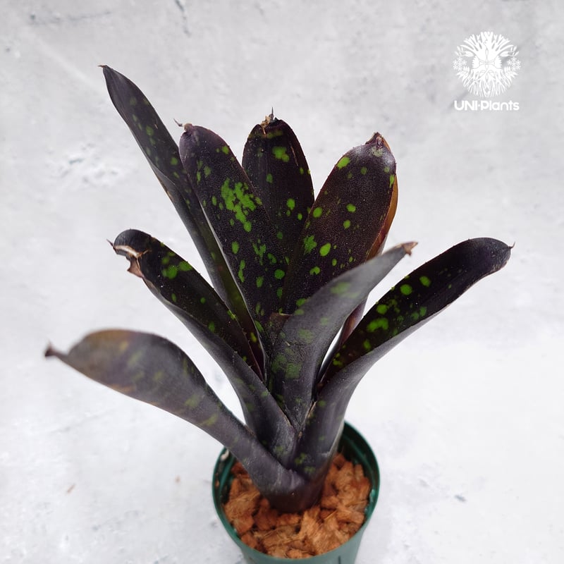 Neoregelia Nosferatu ネオレゲリア ノスフェラトゥ Neoregelia