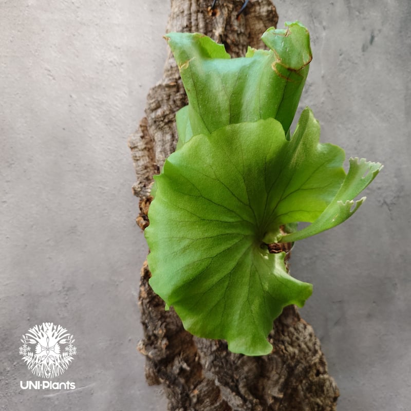 ビカクシダ キッチャクード シンリーフ Platycerium Kitshakood thin