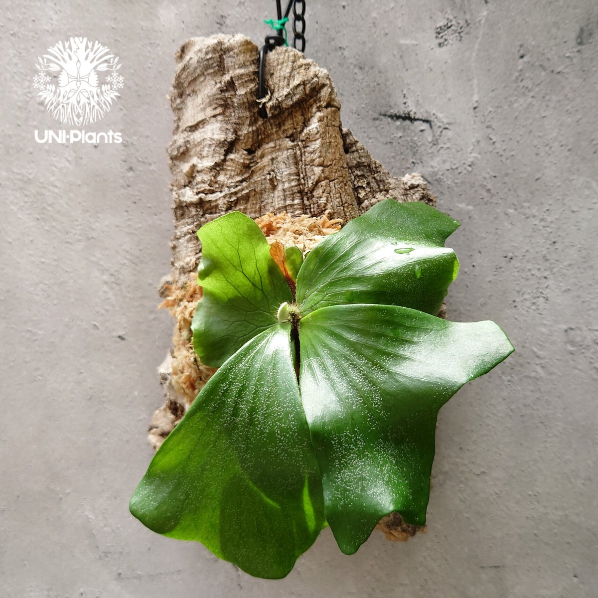 ビカクシダ エレファントティス Platycerium elephantotis