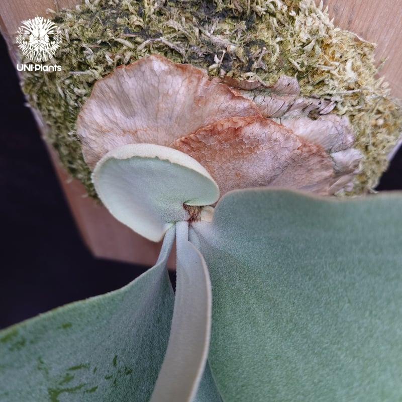 Platycerium Saikeaw(P.andinum x P.willinckii) ビ