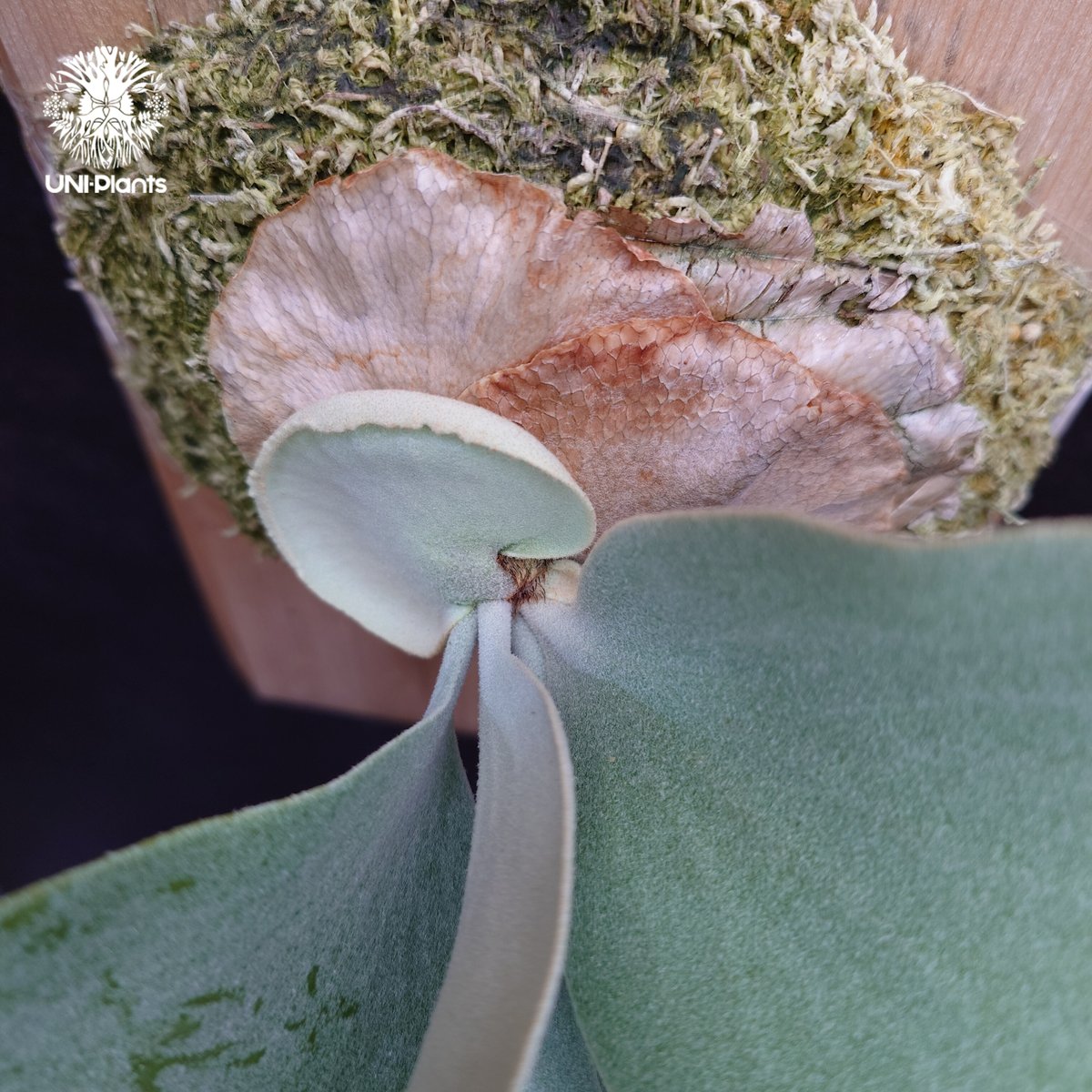 Platycerium Saikeaw(P.andinum x P.willinckii) ビ