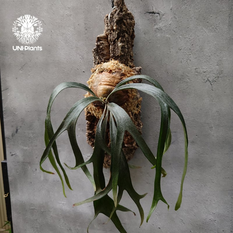 ビカクシダ マウントルイス　OC No.2 ビカクシダ マウントルイス OC No.2 Platycerium Mt.Lewis（pup