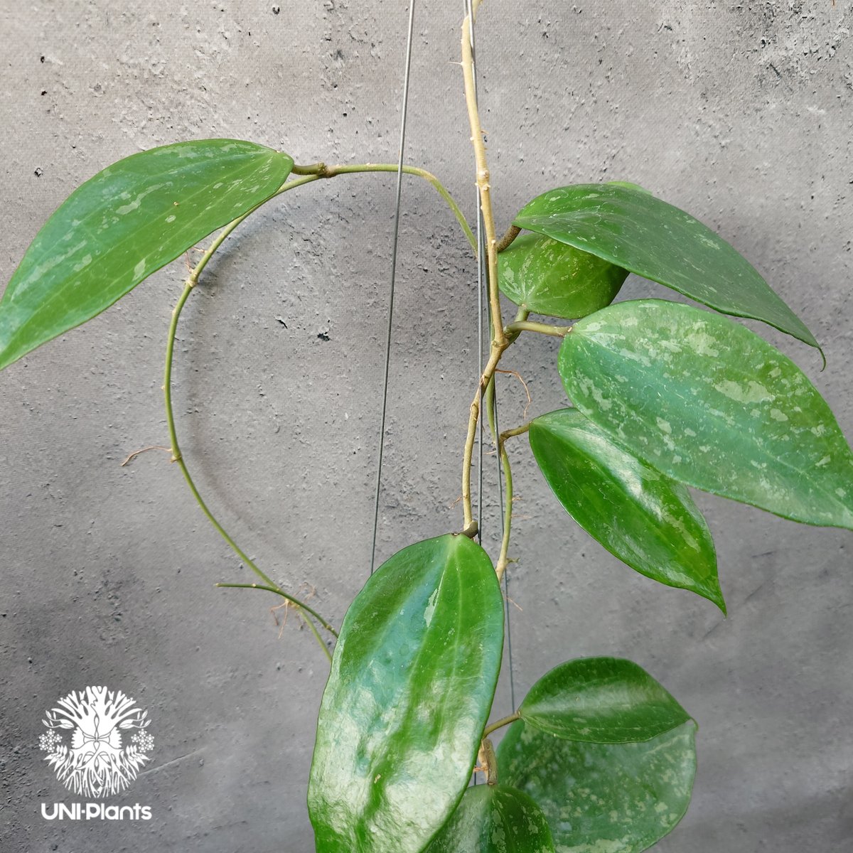 Hoya latifolia Snow Queen（M） ホヤ ラティフォリア スノー