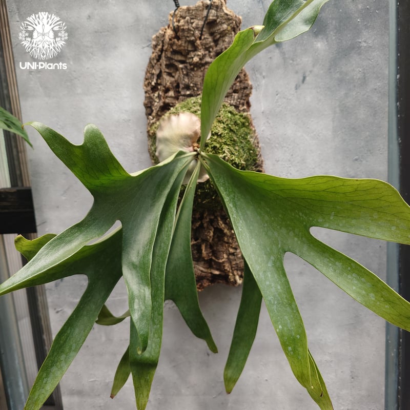 Platycerium hillii Excellence ビカクシダ ヒリー エクセレンス