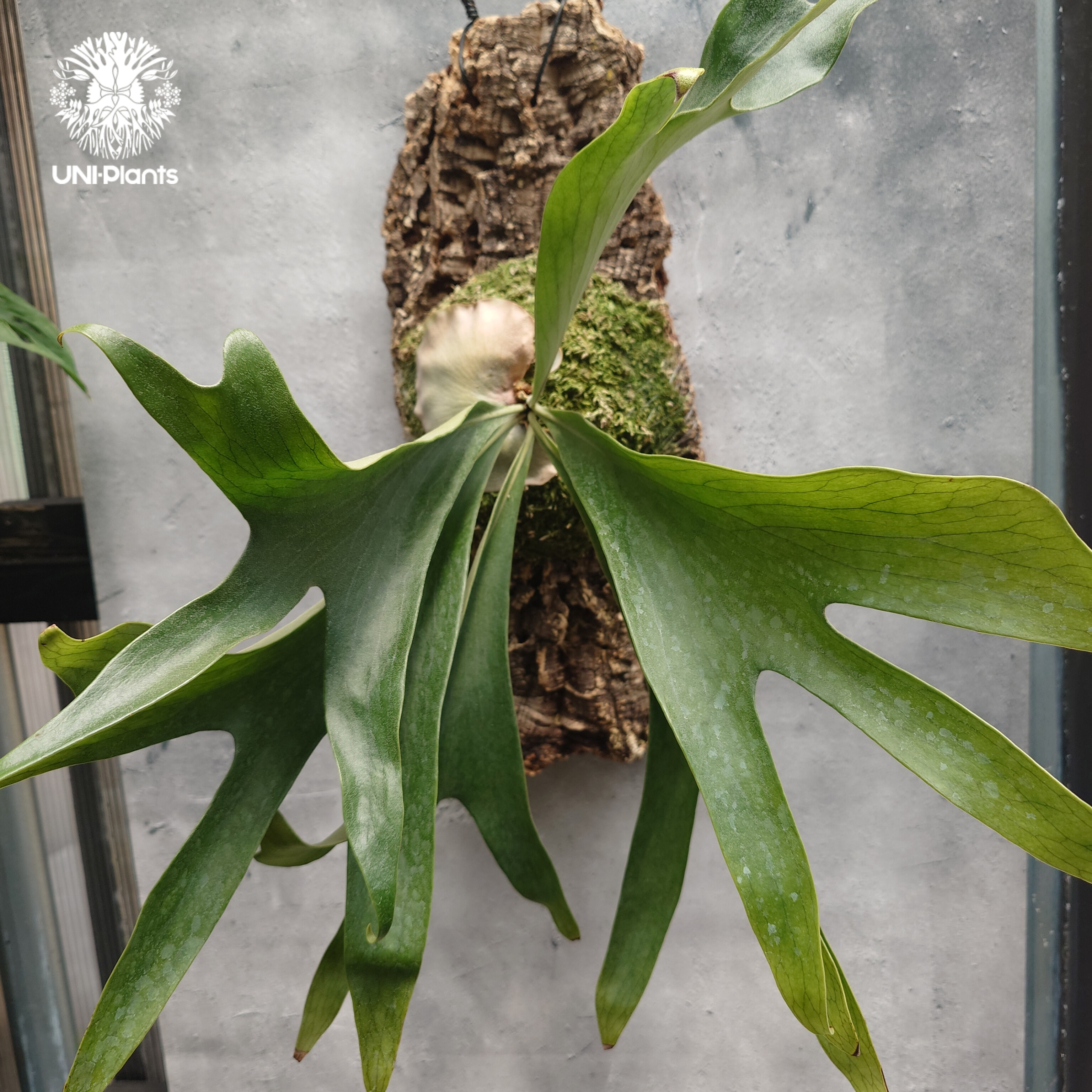 Platycerium hillii Excellence ビカクシダ ヒリー エクセレンス