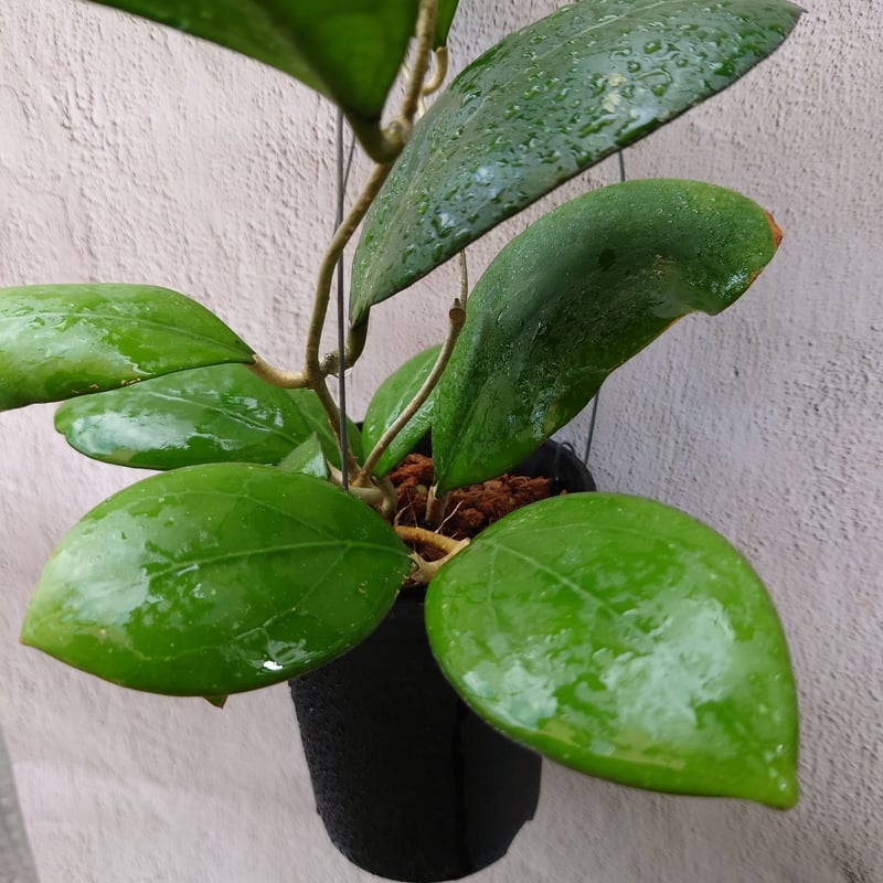 Natalia　ホヤ Hoya cv. Nathalie ホヤ cv.ナタリー ホヤ植物 希少なホヤ植物