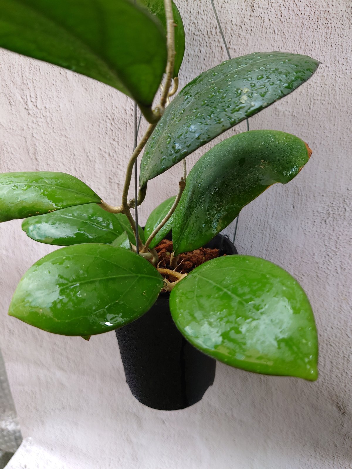 ホヤ cv.ナタリー Hoya cv. Nathalie ホヤ植物 植物 珍奇植物