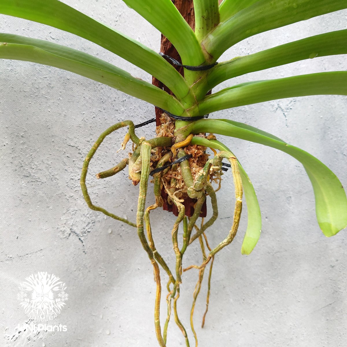 芳香を纏う気品の着生ラン｜エアリデス×リンコスティリス リンコスティリス Rhynchostylis hybrid Red 着生植物 珍しい 着生蘭