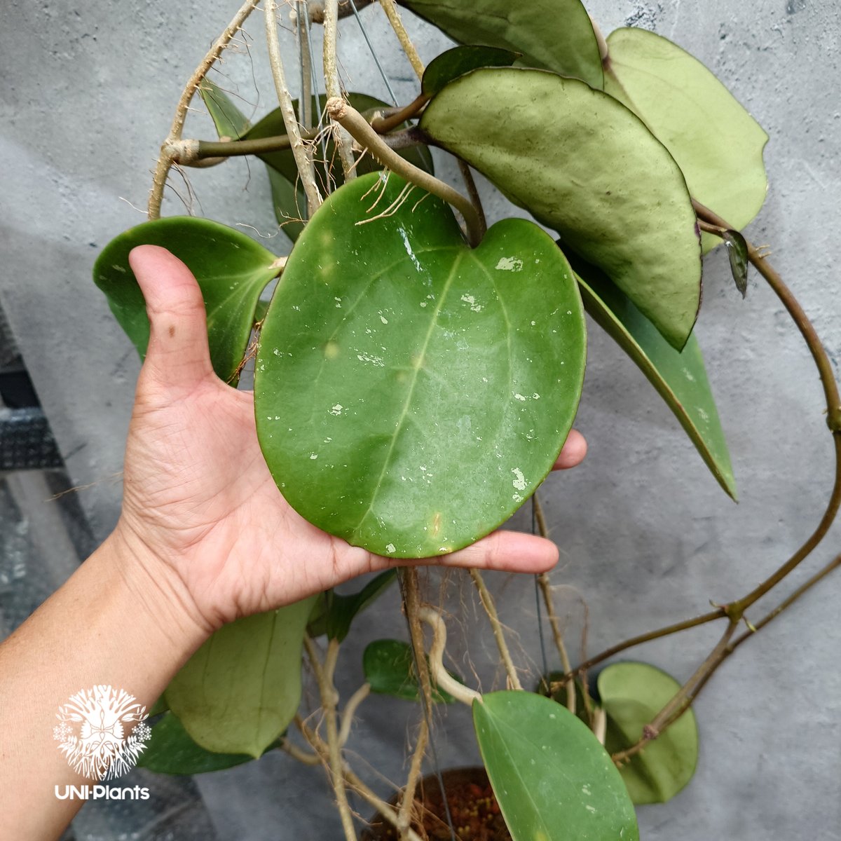Hoya Loyceangrewsiana ホヤ植物 ホヤの花 希少な植物 Hoyaplan