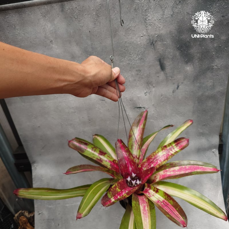 Neoregelia Predatress ネオレゲリア Neoregelia ブロメリア B