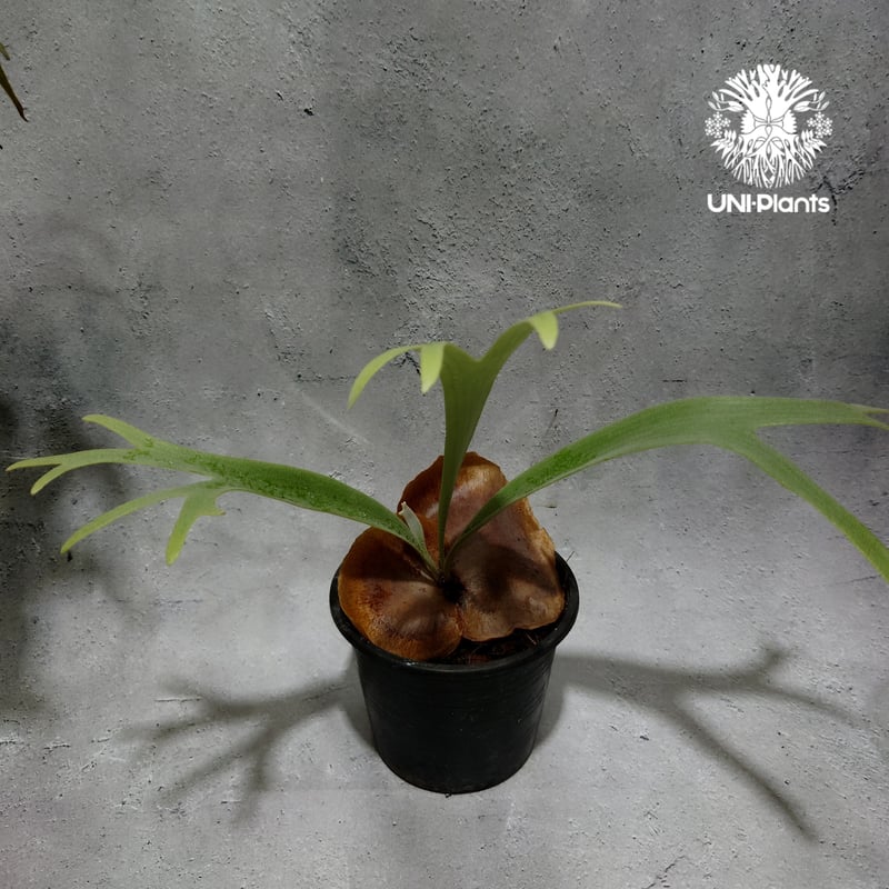 Platycerium Jib Jib (pup)(P. willinckii x P. b