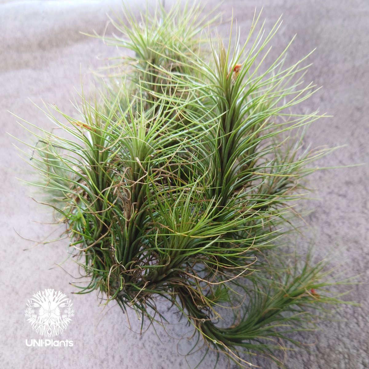 Tillandsia funckiana large form ティランジア チランジア・フン