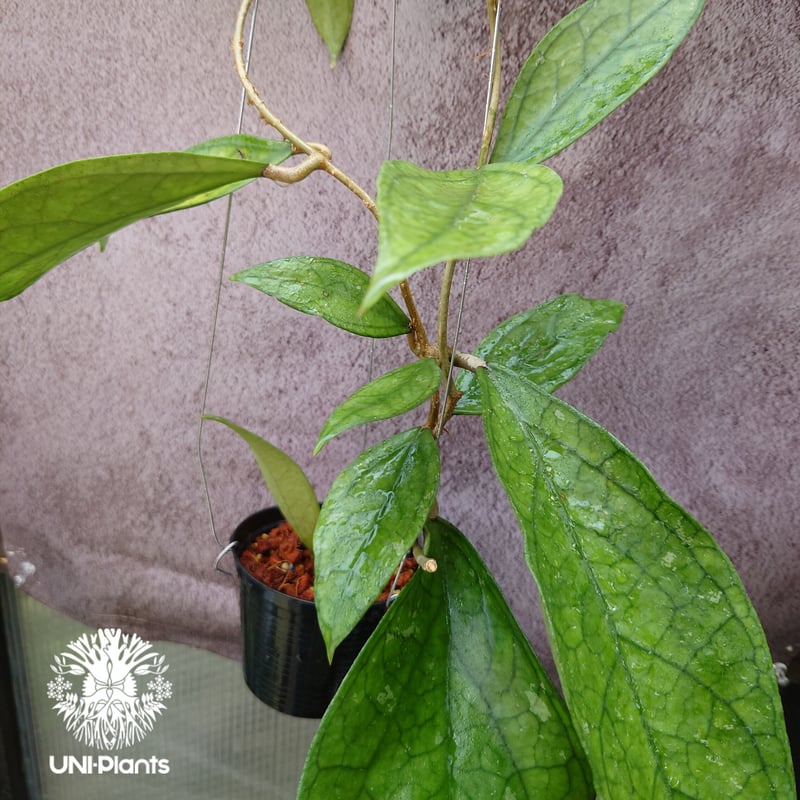 Hoya Germany ホヤ ジャーマニ 希少 ホヤ植物 ホヤの花 観葉植物