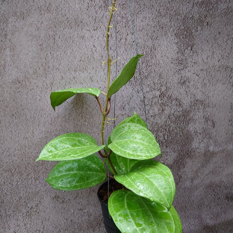 Hoya Sarawak 希少なホヤ植物 限定入荷 植物 珍奇植物 珍奇 珍しい 希少 レア...