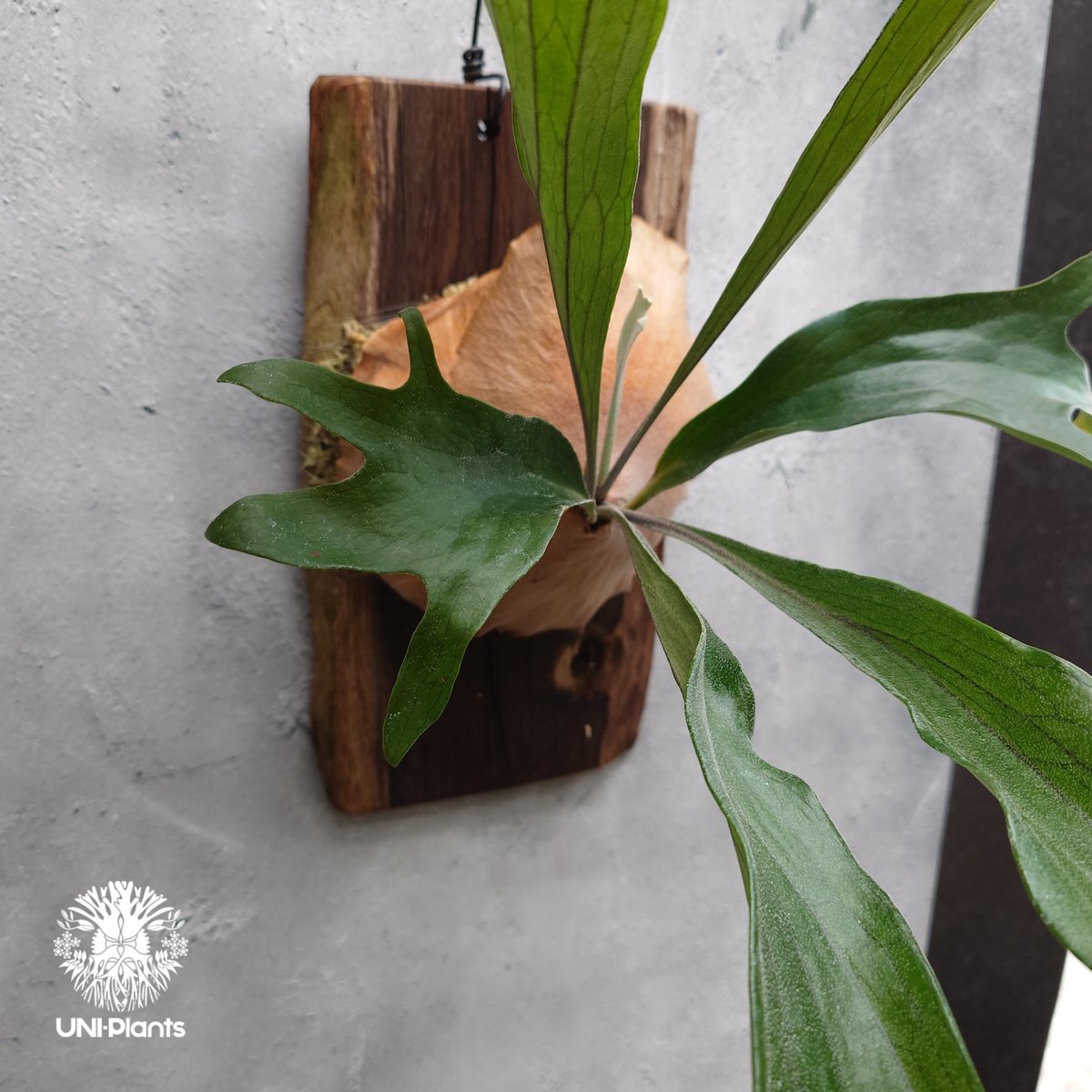 Platycerium P.hillii 'pao pao' × 'Mt Lewis 'Tr