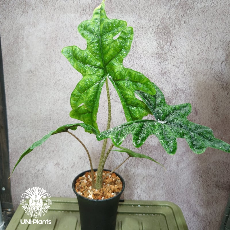 Alocasia jacklyn アロカシア ジャクリン アロカシアジャックリ 観葉