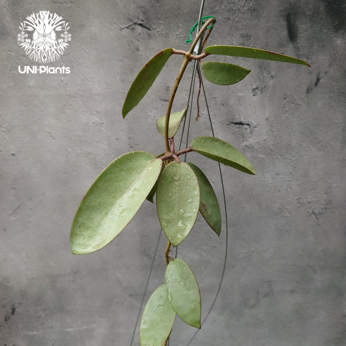 Hoya Silver dollar ホヤ シルバー ダラー ホヤ 希少 ホヤ植物