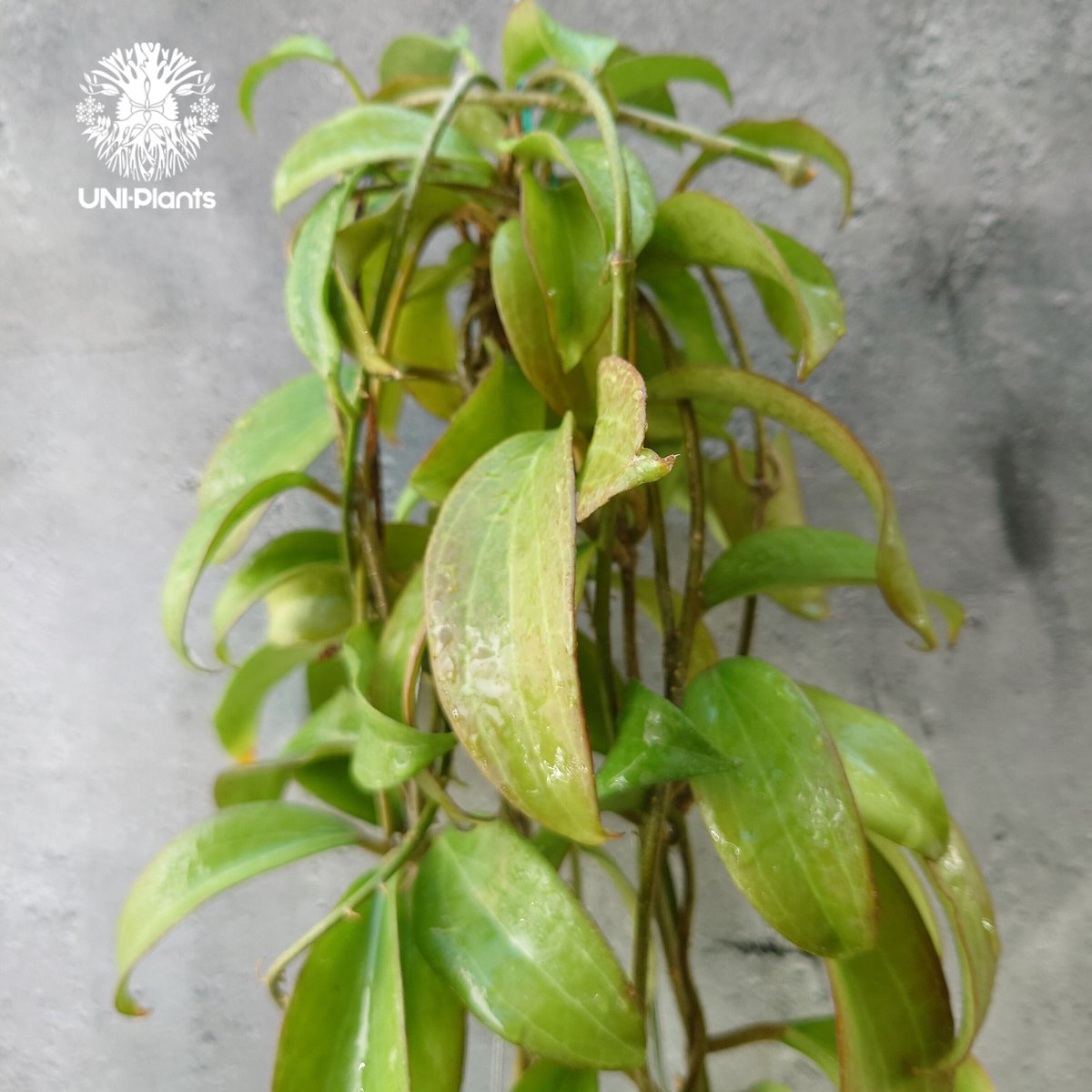 ホヤ メリリー ロングリーフ Hoya merrilli long lesves(red le