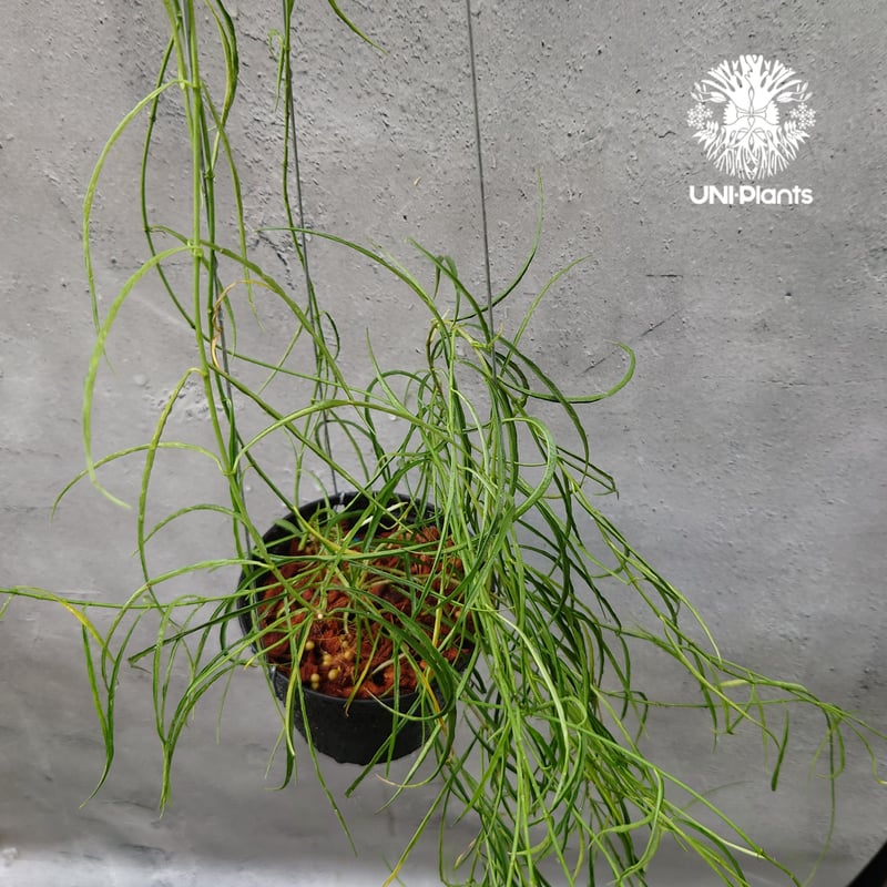 Hoya stenophylla ホヤ ステノフィラ 希少 ホヤ植物 ホヤの花 珍しい Hoya stenophylla ホヤ ステノフィラ 希少 ホヤ植物 ホヤの花 珍しい